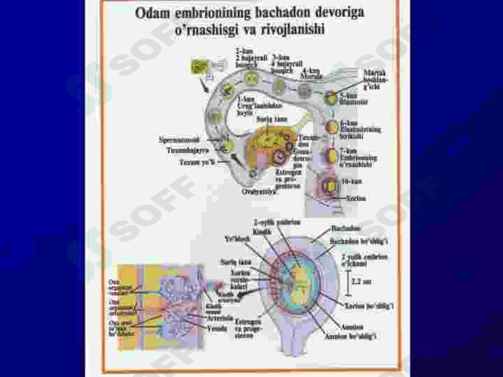 Embrionning rivojlanish tarixi 8