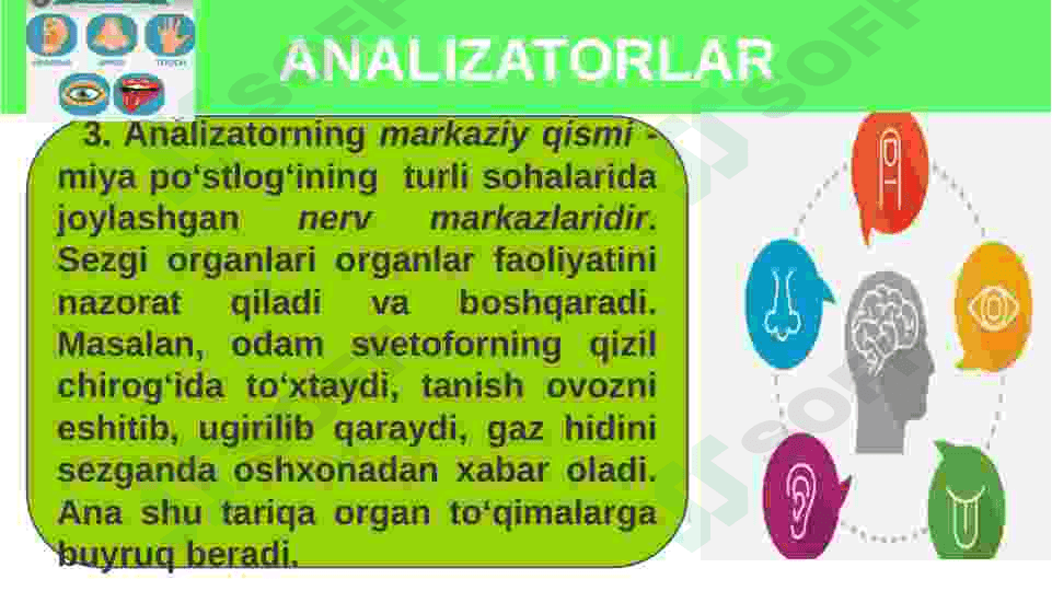Sezgi azolari fiziologiyasi 8
