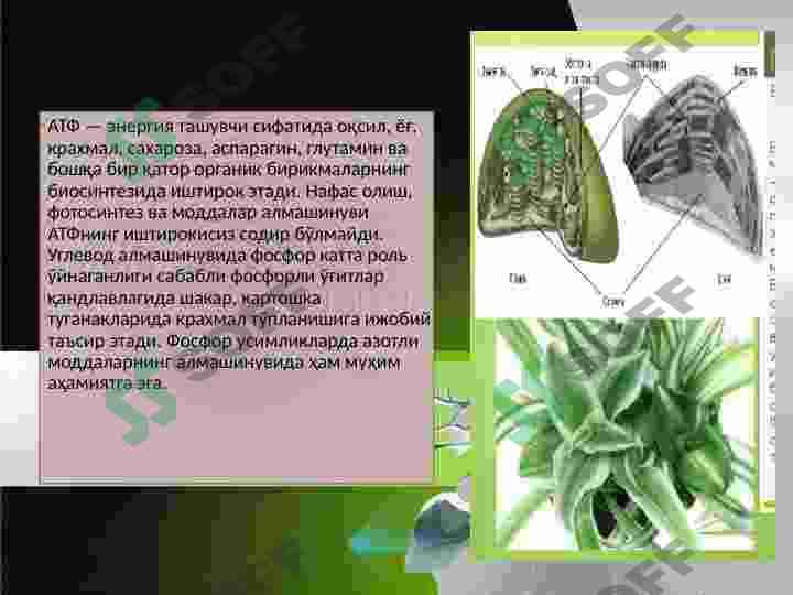 Tuproqda fosfor birikmalari 8