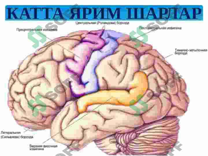 Vegetativ asab tizimining tuzilishi 8