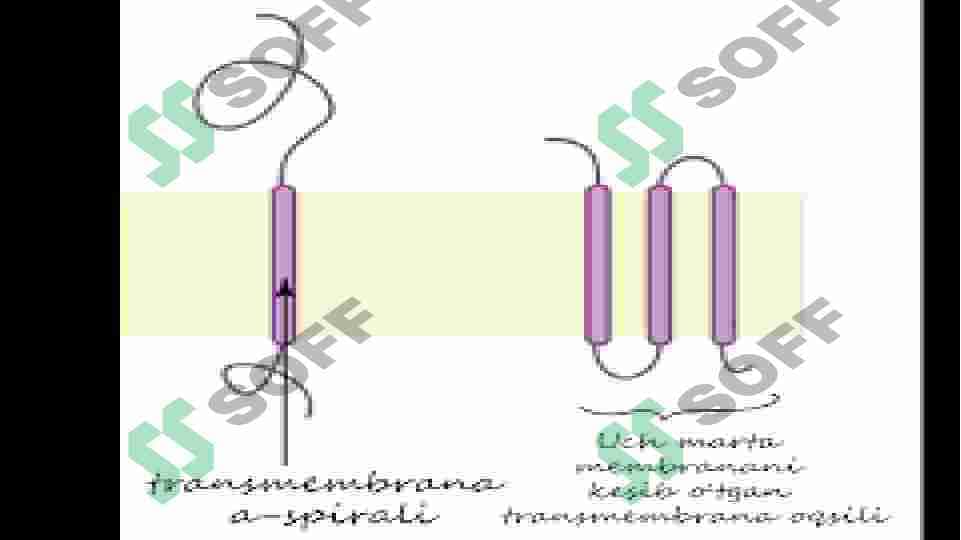 BIOLOGIK MEMBRANALARNI KIMYOVIY TARKIBI 8
