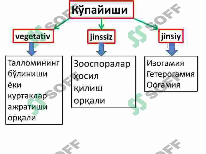 Qoʻnğir va diatom suvoʻtlar 8