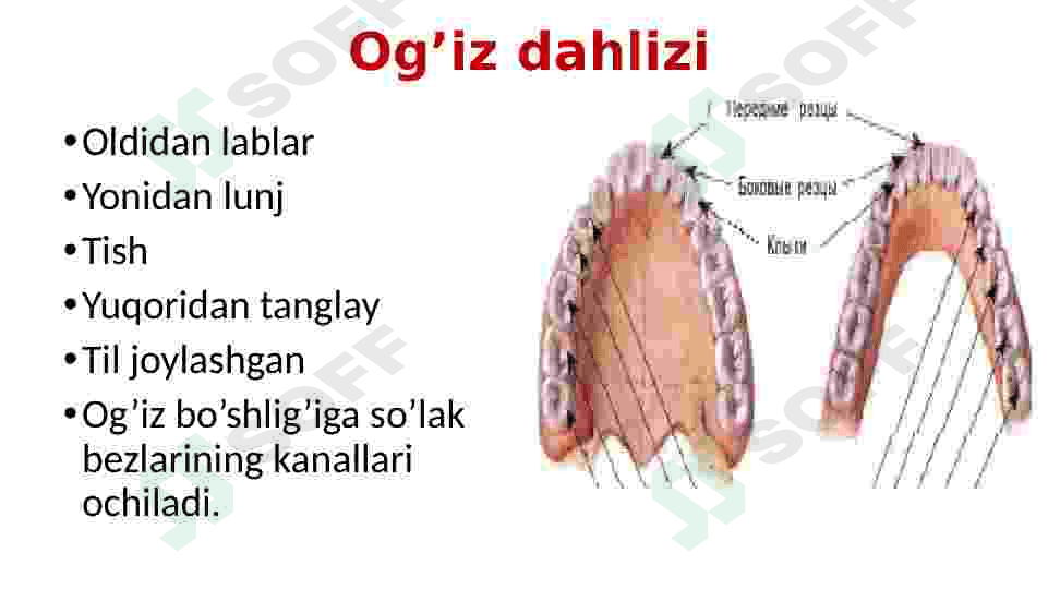 Ovqat hazm qilish organlari 8