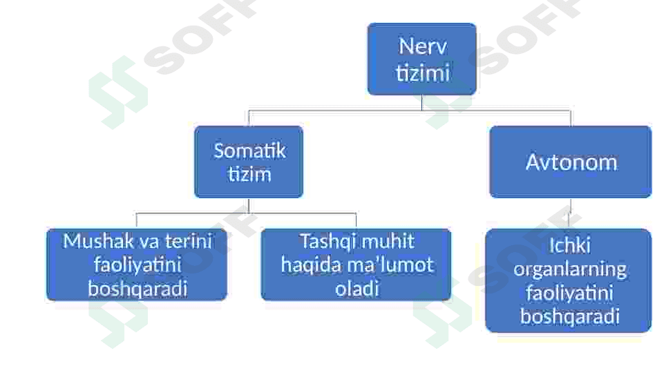 Nerv tizimi va Sezgi organlari 8