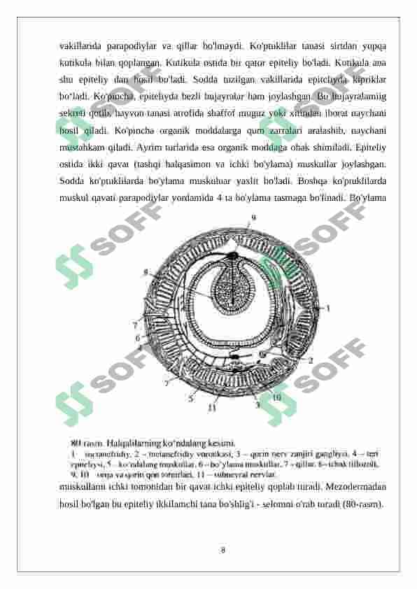 Halqali chuvalchanglarni xilma-xilligi va ahamiyati 8