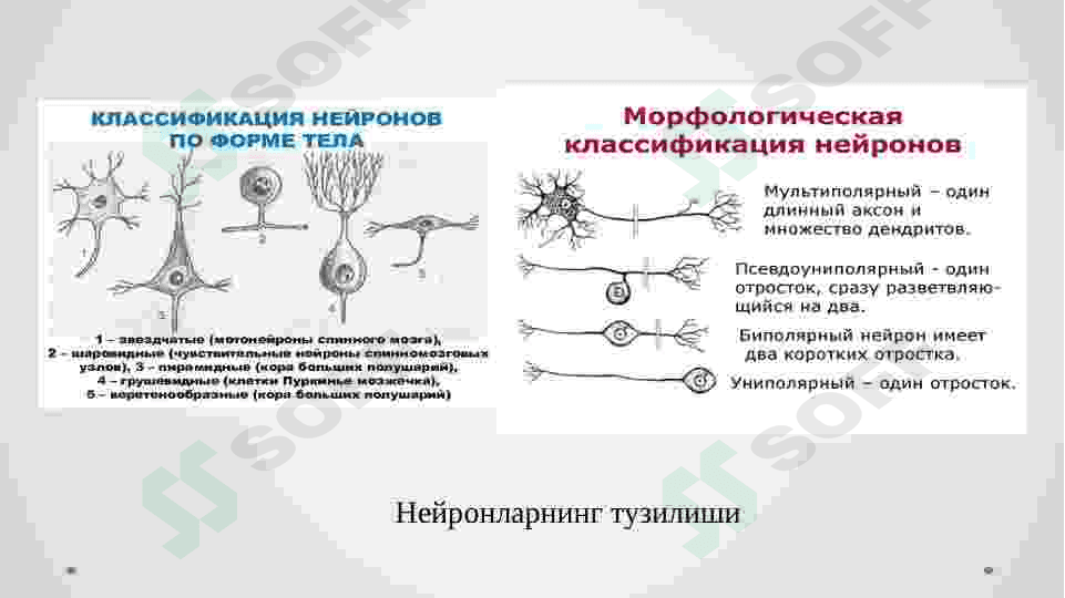 Nerv sistemasining fiziologiyasi va gigiyenasi. 8