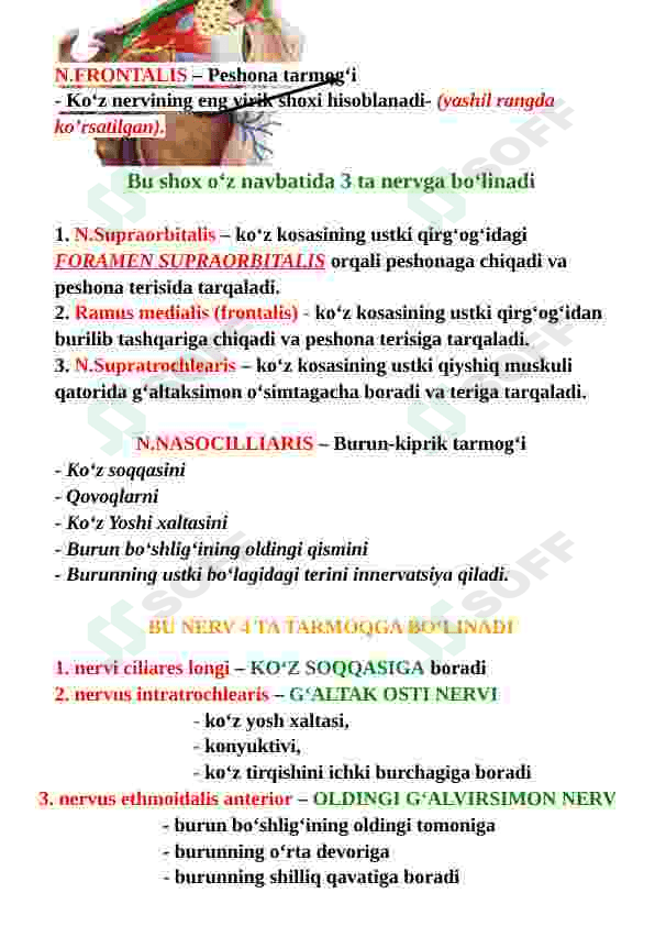 Nervus trigeminus (uch shoxli nerv) 8