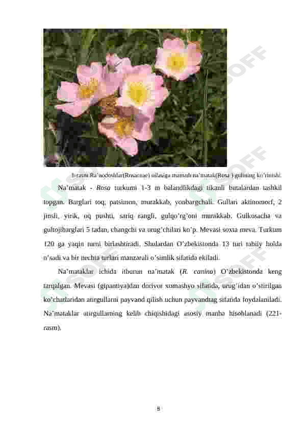 Ra'nodoshlar(Rosaceae) oilasi 8