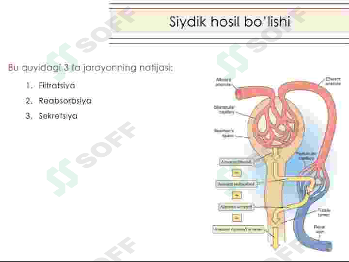 Fiziologiya buyrak 2 8