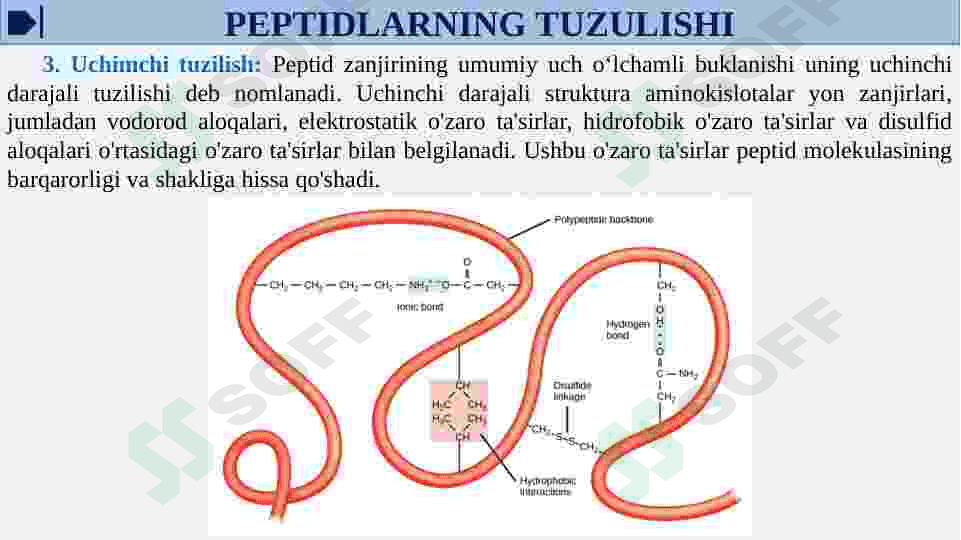 Oqsil tabiatli peptid va gormonlar. Proteinopatiyalar 8