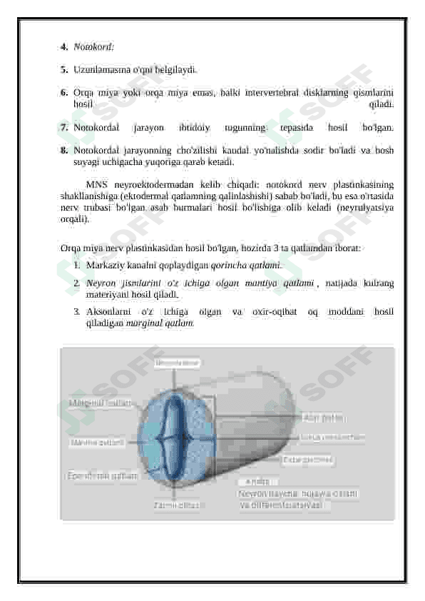 Nerv tizmi(orqa va bosh miya). Taraqqiyoti. 8