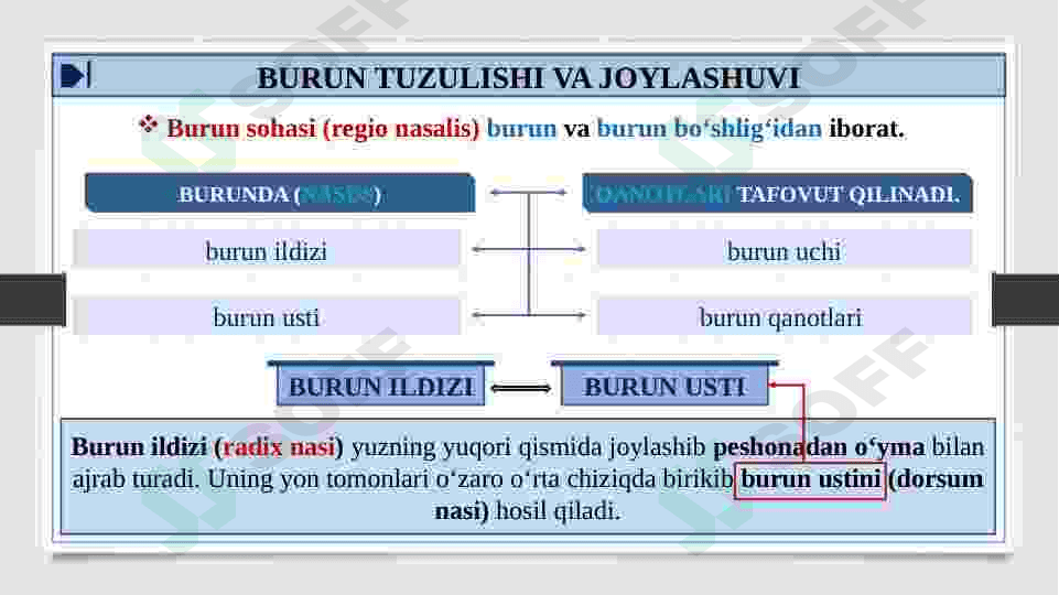 BURUN BO'SHLIGINING TUZILISHI VA YOSHGA QARAB O'ZGARISHI. XIQILDOQ VA UNING YOSHGA QARAB O'ZGARISHI 8
