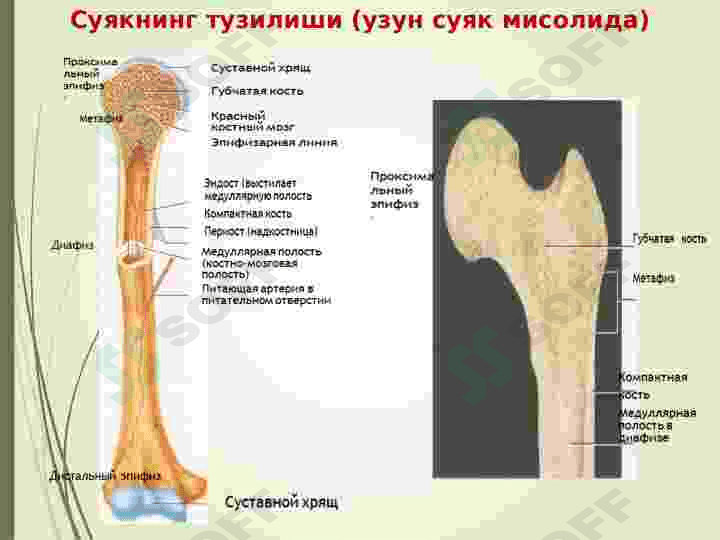 Tayanch harakatlanish organlari. 8