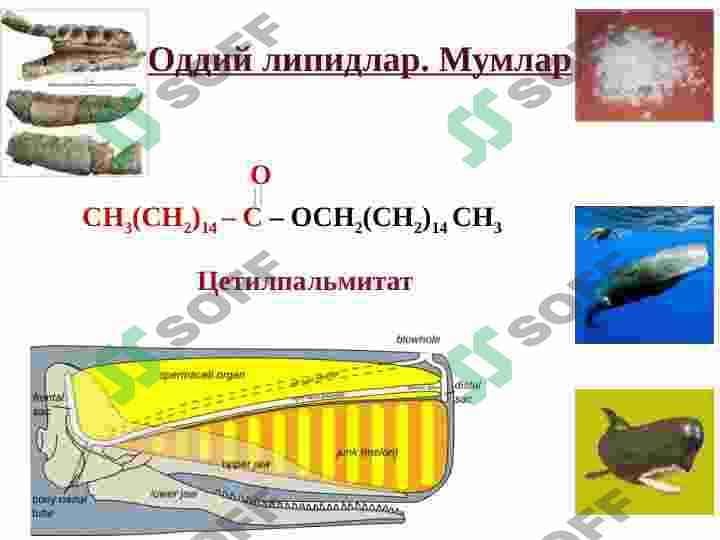 Sovunlanadigan lipidlar 8
