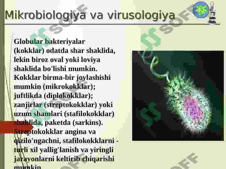 Bakteriyalarni ôstirishning asosiy prinsipi 8