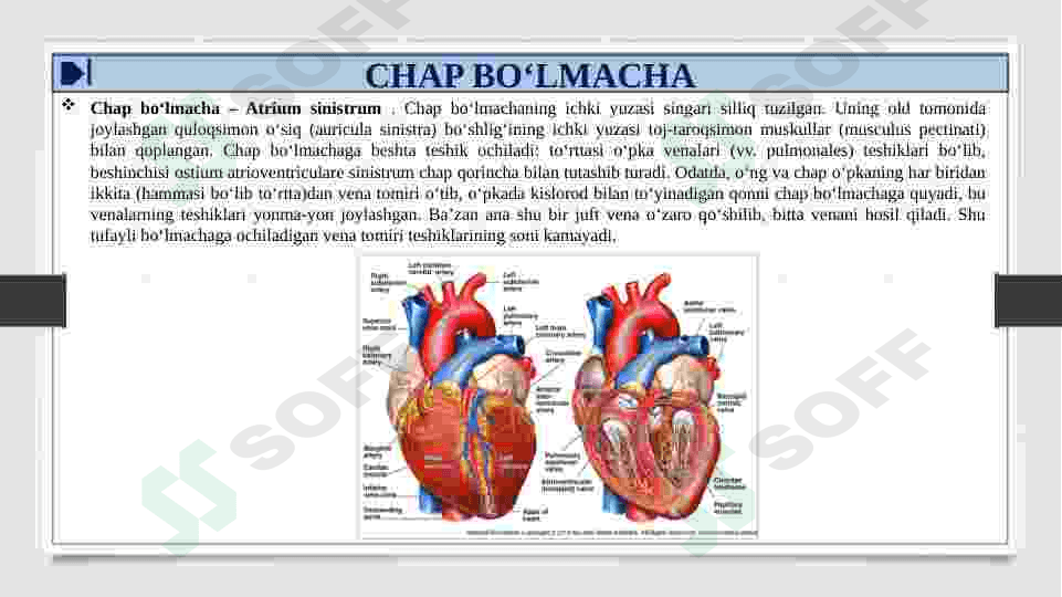 YURAK TOMOGRAFIYASI VA TUZILISHI. TASHQI VA ICHKI UYQU ARTERIYALARNING TUZILISHI VA TARMOQLARI 8