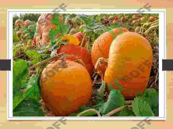 QOVOQDOSHLAR OILASI CUCURBITACEAE 8