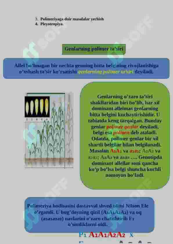 Noallel genlarning polimer ta’siri. Pleyotropiya 4