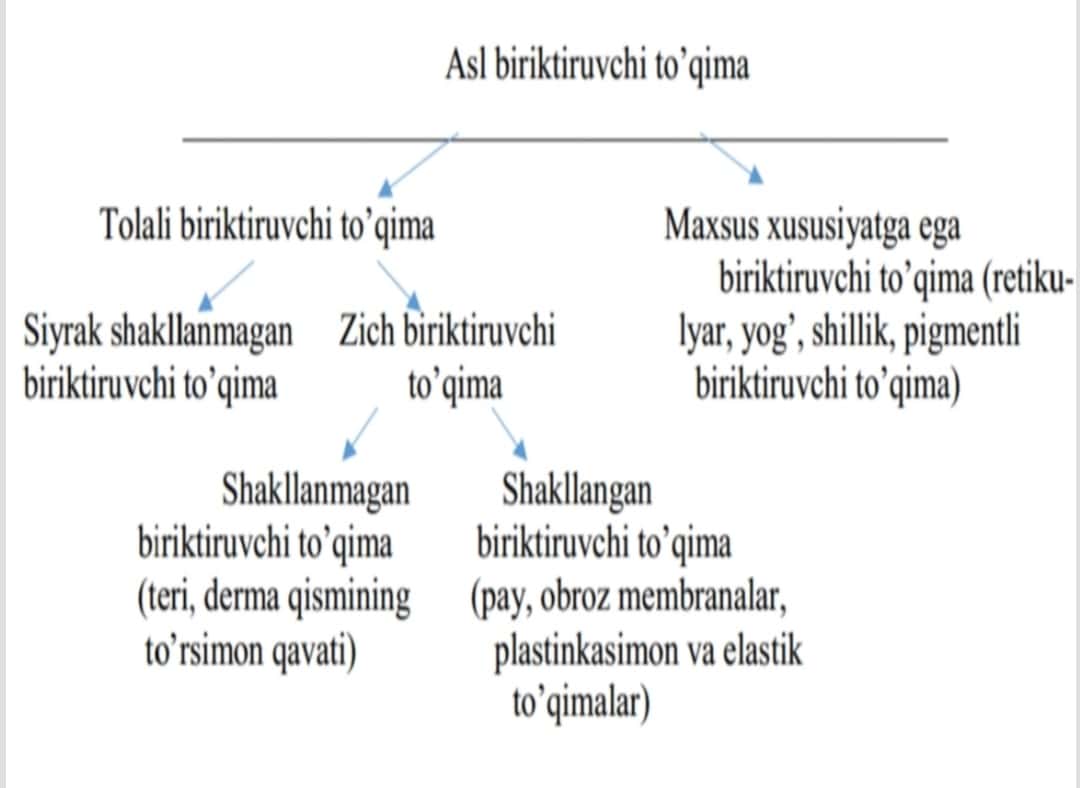 Biriktiruvchi to‘qima gistalogiya 1