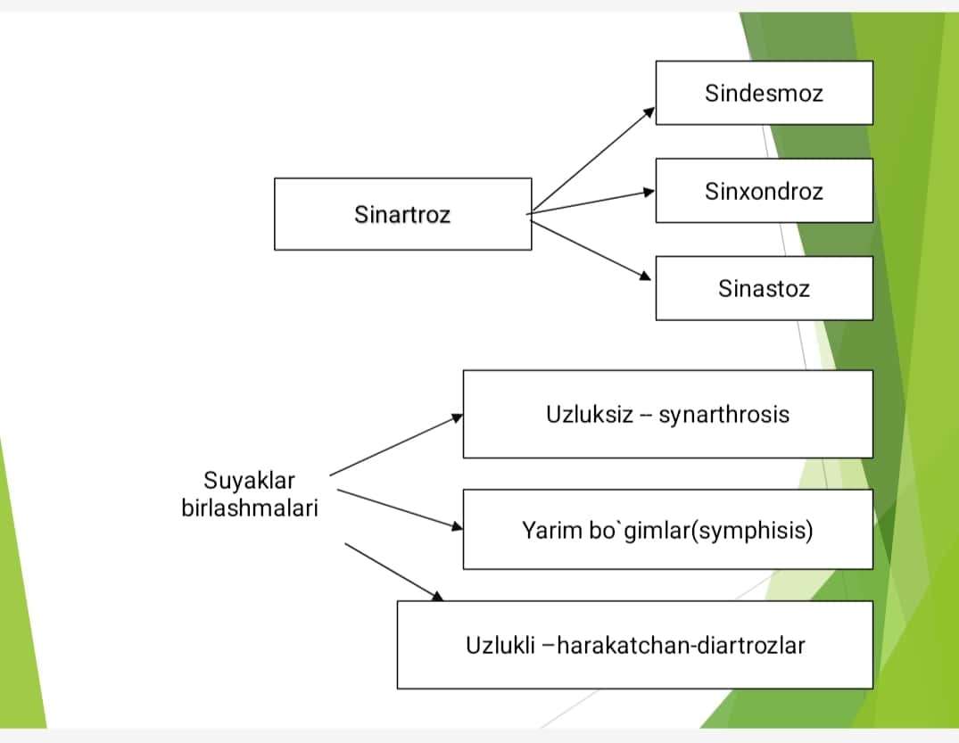 Birlashuvlar.Tana suyaklari birlashuvi va ularning bolalarda oʻziga xos xususiyatlari. Kalla suyagi birlashuvlari. Chakka pastki jagʻ boʻgʻimi. 1