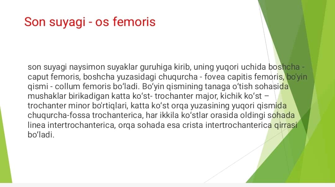Oyoqning erkin suyaklari 1