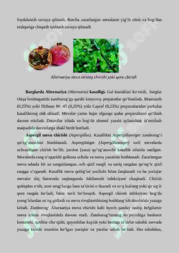 Аnor kasalliklari vа zararkunandalari 4