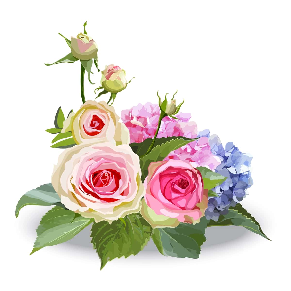 Atirgul gortenziyasi gullari | Rose hydrangea flowers 1