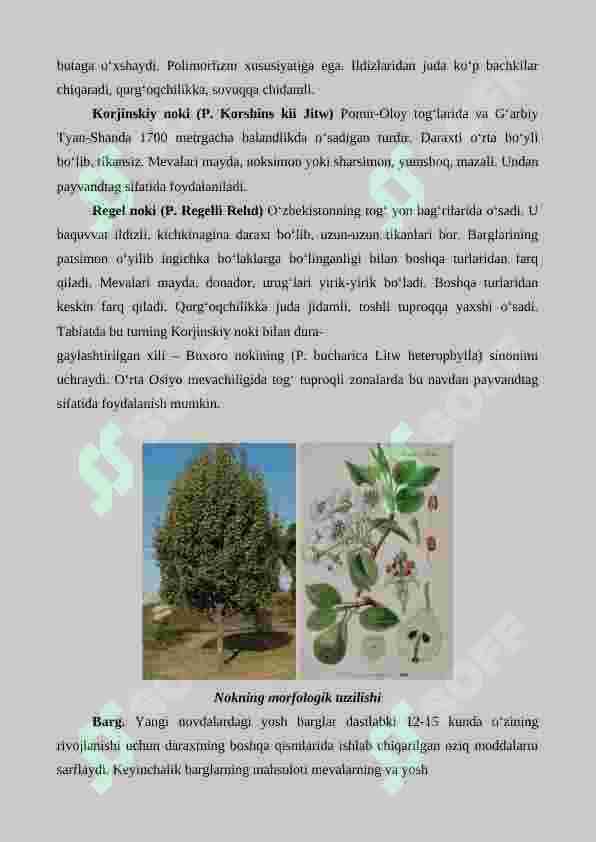 Nok yetishtirishning agrotexnik xususiyatlari 3
