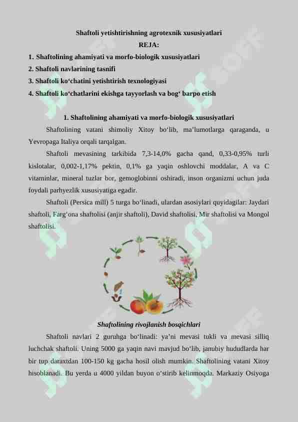 Shaftoli yetishtirishning agrotexnik xususiyatlari