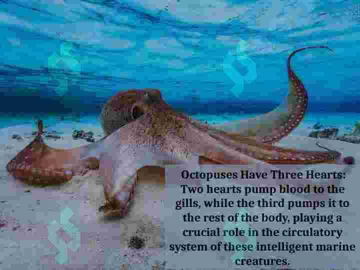 interesting facts 4