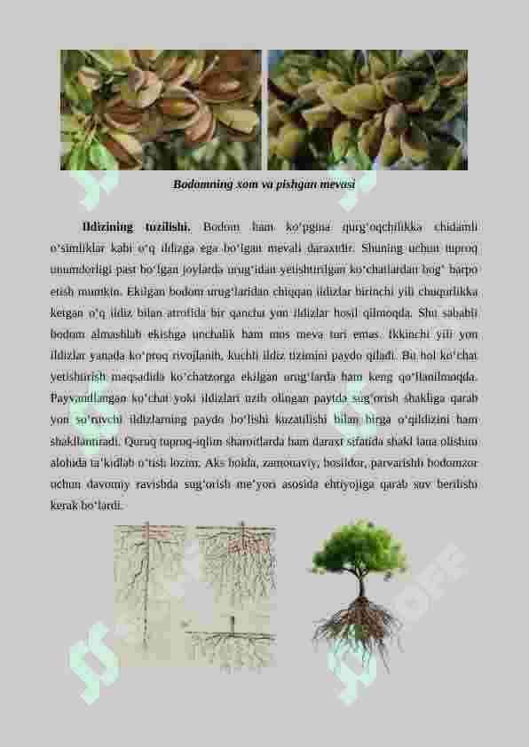 Bodom yetishtirishning agrotexnik xususiyatlari 3
