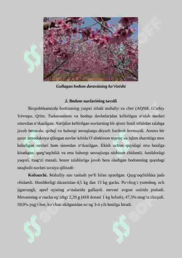 Bodom yetishtirishning agrotexnik xususiyatlari 5