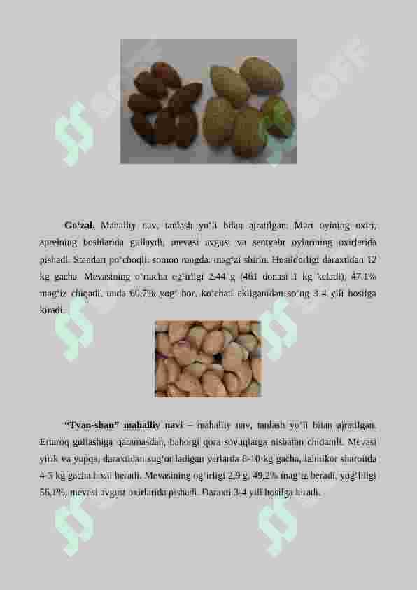 Bodom yetishtirishning agrotexnik xususiyatlari 6