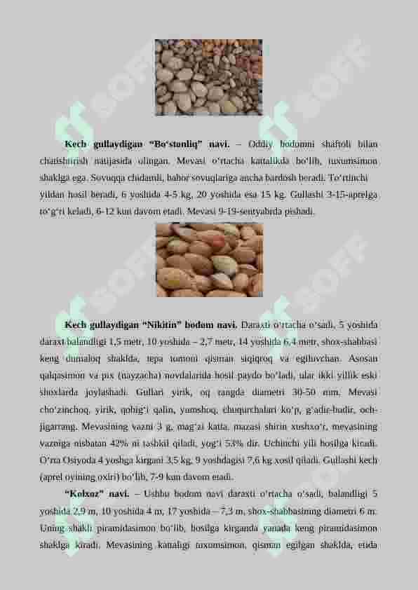 Bodom yetishtirishning agrotexnik xususiyatlari 7