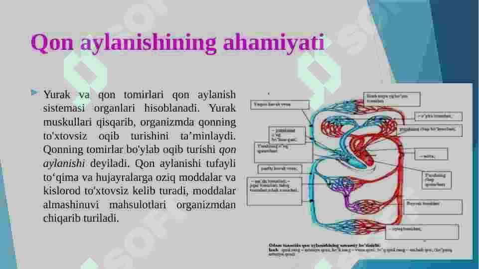 qon aylanish 3