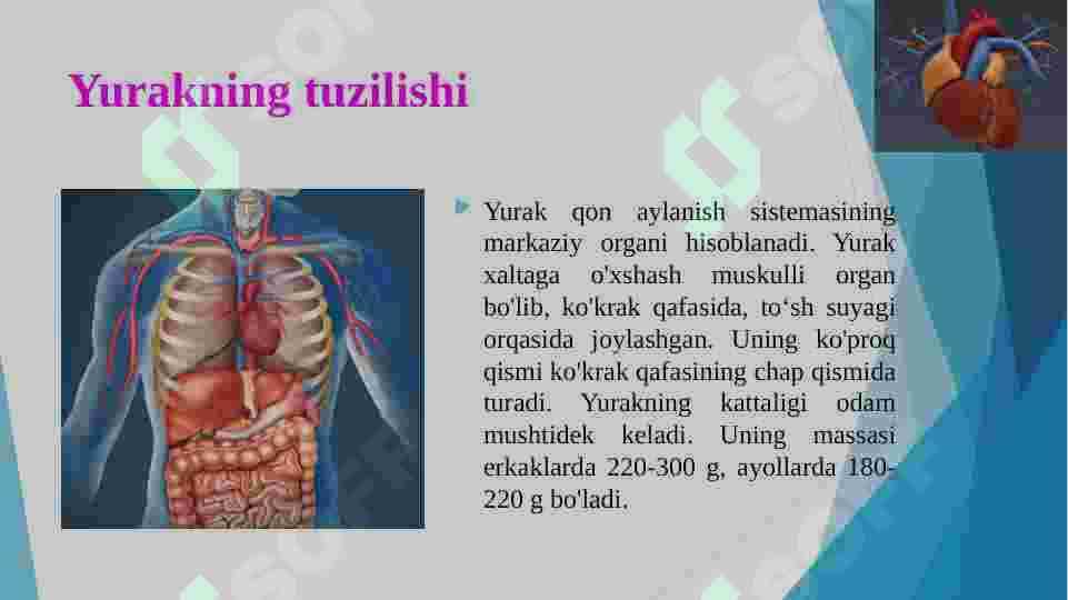 qon aylanish 4