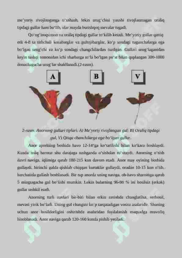 Anorning biologik va morfologik xususiyatlari 3