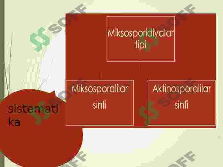 MIKSOSPORIDIYALAR (MYXOSPORIDIA) TIPI 3