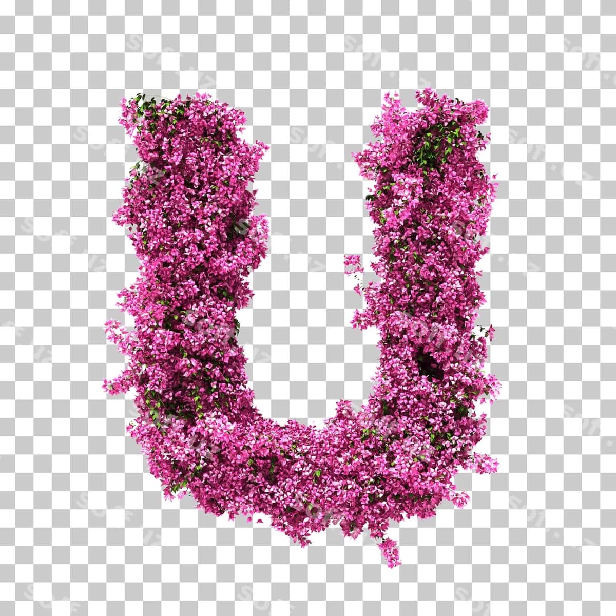 3d rendering bougainvillea u harfi | 3d rendering bougainvillea letter u 1