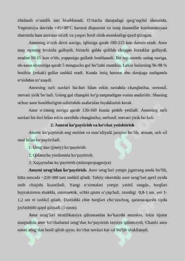 Anor ko'chatlarini yetishtirish 2