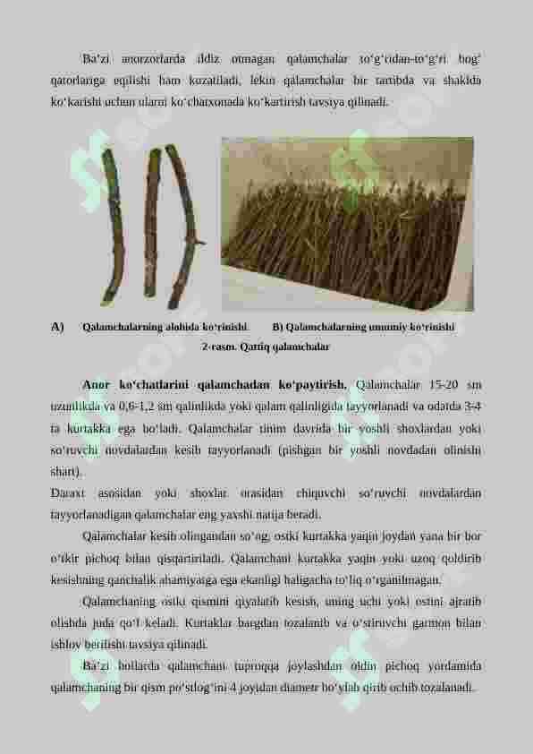 Anor ko'chatlarini yetishtirish 4