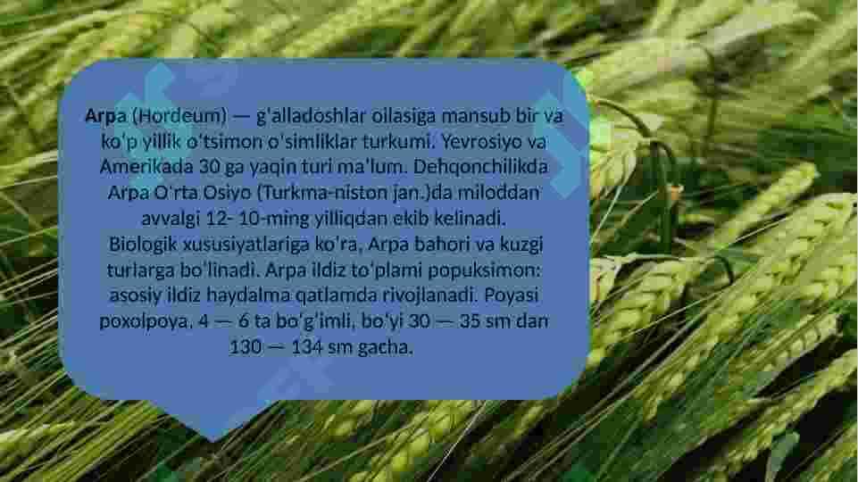 Arpa marfalogyasi 3