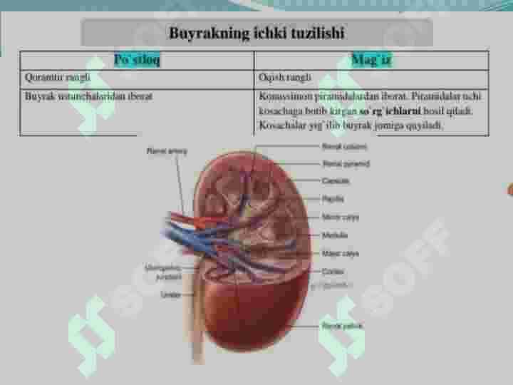 Ayirish sistemasi 4