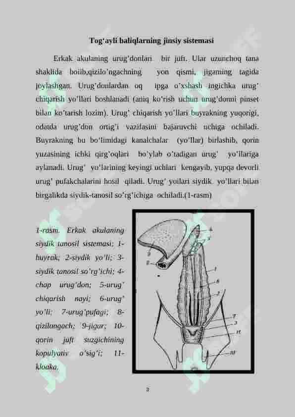 Tog’ayli baliqlarning individual rivojlanish xususiyatlari 2