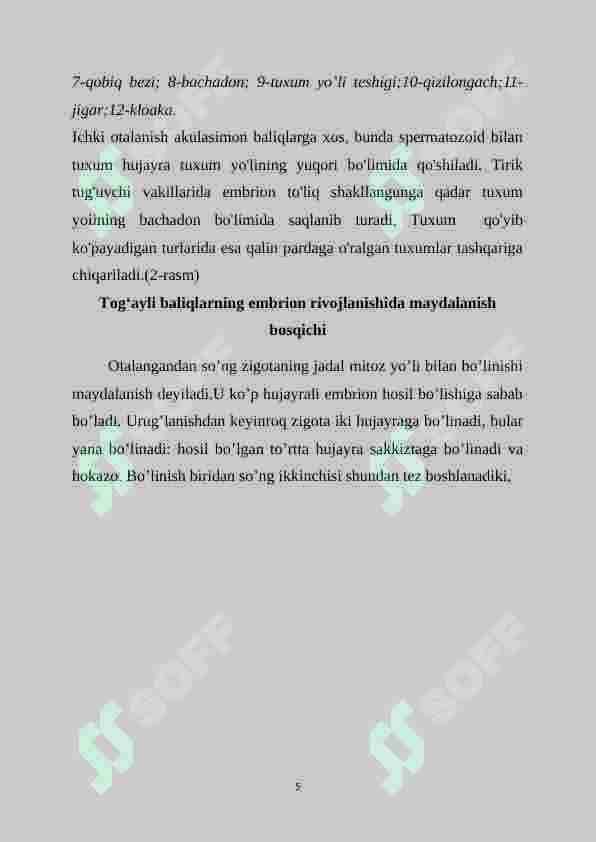 Tog’ayli baliqlarning individual rivojlanish xususiyatlari 4