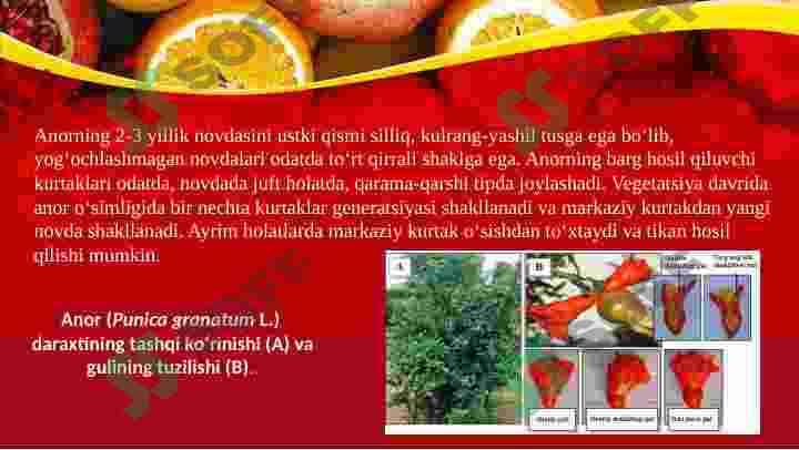 Anor 6