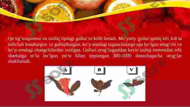 Anor 8