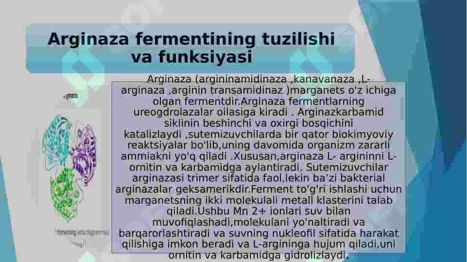Arginaza fermentining tibbiyotdagi ahamiyati 2