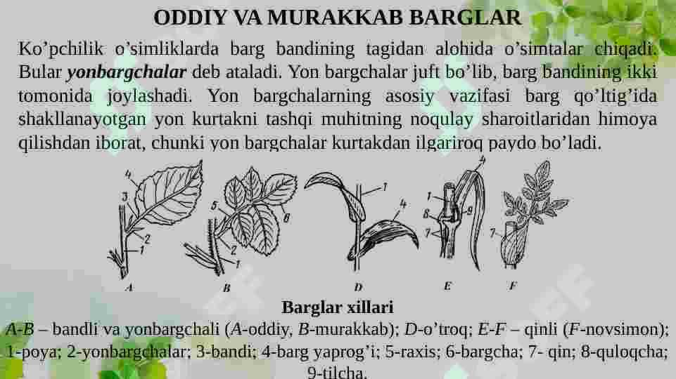 BARGNING VAZIFASI, TUZILISHI, TIPLARI 8