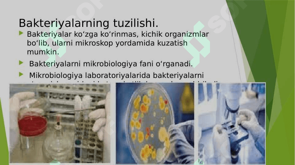 Bakteriyalar dunyosi 2